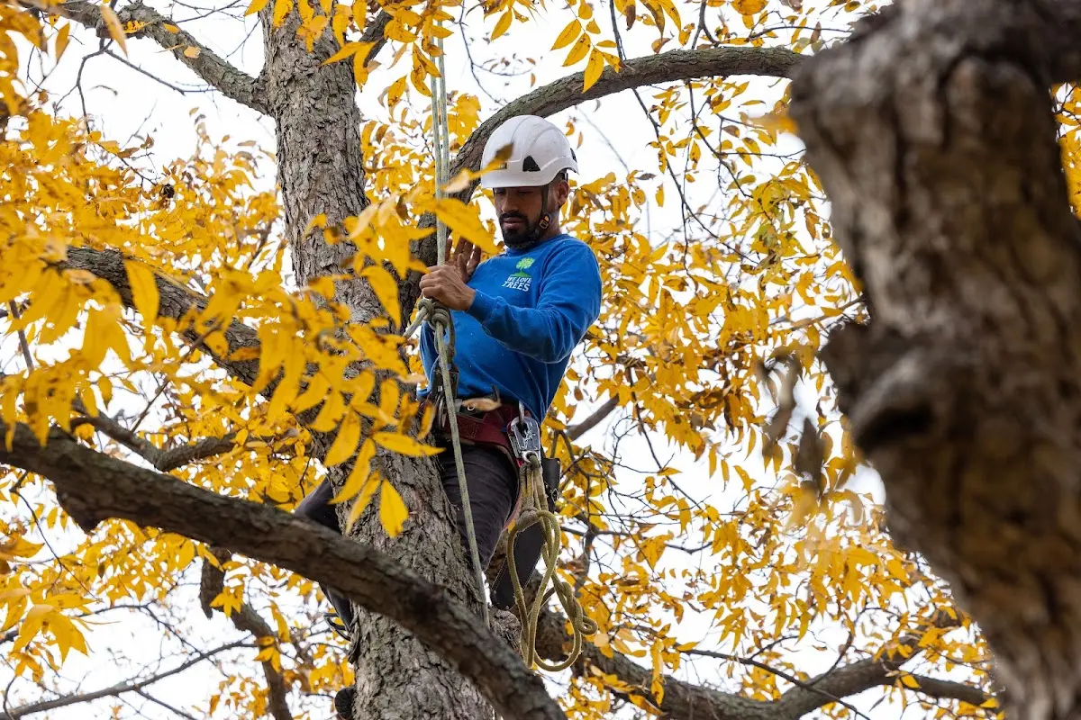 Skilled Tree Pruning crew working in Moose Pass